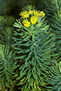 Euphorbia_cyparissias_LP0180_05_Albury_Downs
