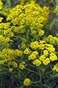 Euphorbia_cyparissias_LP0444_06_Epsom_Downs