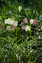 Fritillaria_meleagris_LP0112_27_Buckland