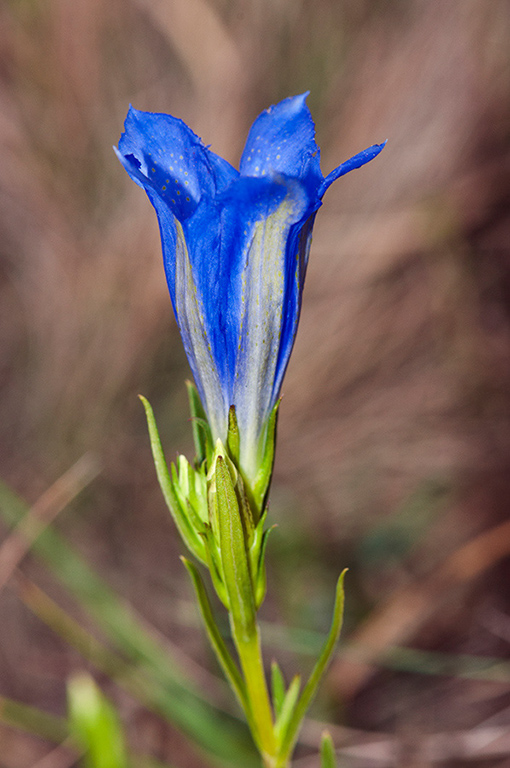 Gentiana_pneumonanthe_LP0596_08_Chobham_Common