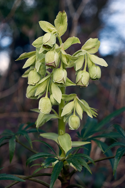 Helleborus_foetidus_LP0089_04_Riddlesdown