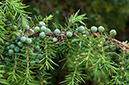Juniperus_communis_LP0584_04_Riddlesdown