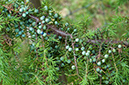 Juniperus_communis_LP0584_01_Riddlesdown