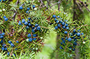 Juniperus_communis_LP0584_08_Riddlesdown