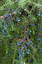 Juniperus_communis_LP0584_14_Riddlesdown