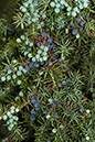 Juniperus_communis_LP0180_06_Albury_Downs