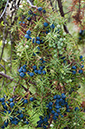 Juniperus_communis_LP0584_09_Riddlesdown
