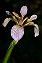 Iris_foetidissima_LP0134_02_Titsey