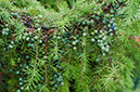 Juniperus_communis_LP0584_02_Riddlesdown