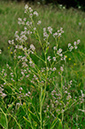 Lepidium_latifolium_LP0234_47_Ham