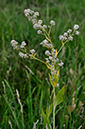 Lepidium_latifolium_LP0234_52_Ham