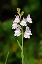 Linaria_repens_LP0373_38_Chipstead