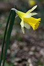 Narcissus_pseudonarcissus_LP0105_03_Glovers_Wood