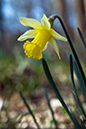 Narcissus_pseudonarcissus_LP0105_10_Glovers_Wood