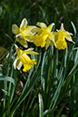 Narcissus_pseudonarcissus_LP0105_19_Glovers_Wood