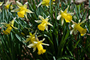 Narcissus_pseudonarcissus_LP0105_15_Glovers_Wood copy