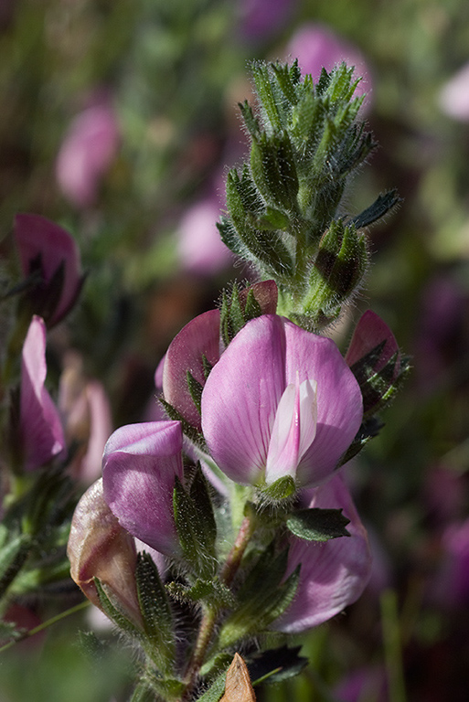 Ononis_repens_LP0058_29_Dawlish_Warren