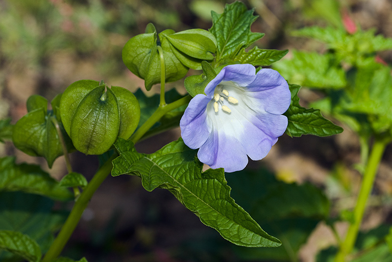 Nicandra_physalodes_LP0224_92_Wisley