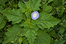 Nicandra_physalodes_LP0224_103_Wisley