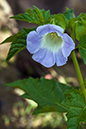 Nicandra_physalodes_LP0224_88_Wisley