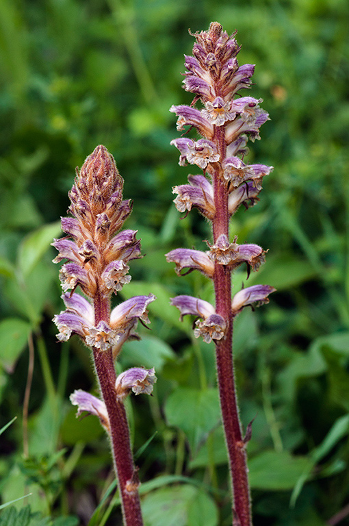 Orobanche_minor_LP0455_16_Howell_Hill