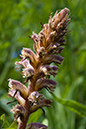 Orobanche_minor_LP0005_24_Howell_Hill