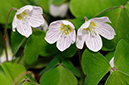 Oxalis_acetosella_LP0307_27_Shere_Woodlands