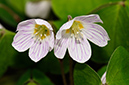 Oxalis_acetosella_LP0307_30_Shere_Woodlands