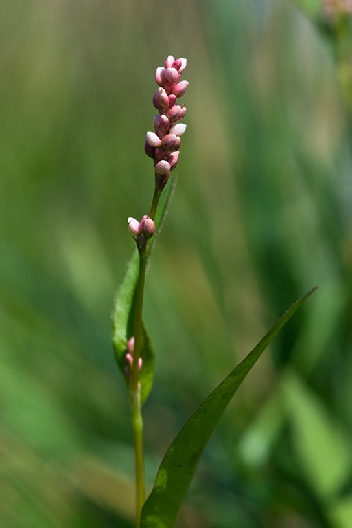 Persicaria_maculosa_LP0167_21_Mitcham_Common