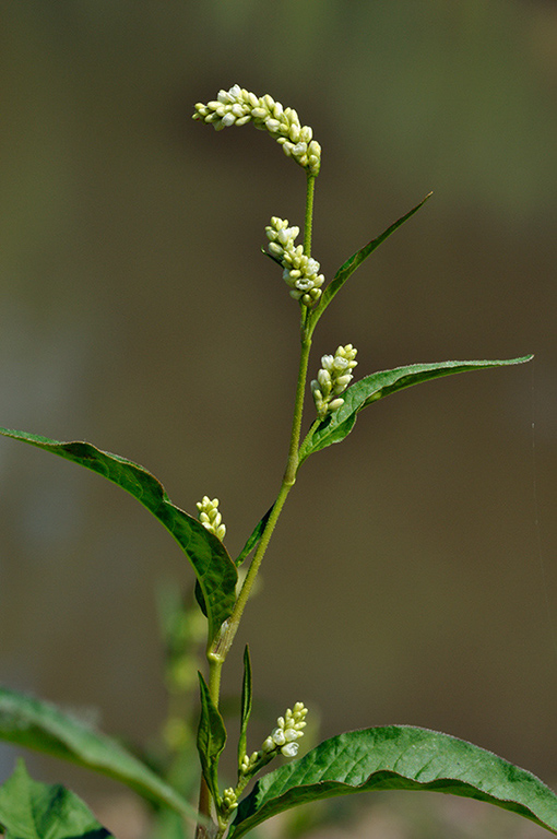 Persicaria_lapathifolia_LP0238_35_Eden_Valley