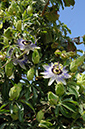 Passiflora_caerulea_LP0324_53_Hampton_Court