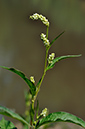 Persicaria_lapathifolia_LP0238_35_Eden_Valley