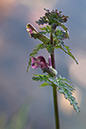 Pedicularis_palustris_LP0132_41_Thursley