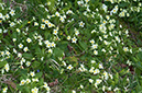 Primula_vulgaris_LP0670_09_Woldingham
