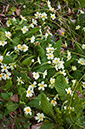 Primula_vulgaris_LP0670_01_Woldingham