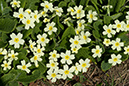 Primula_vulgaris_LP0193_38_Chinthurst_Hill