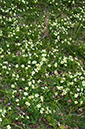 Primula_vulgaris_LP0670_07_Woldingham