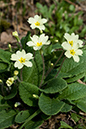 Primula_vulgaris_LP0096_18_Harewoods