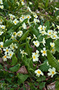 Primula_vulgaris_LP0670_06_Woldingham