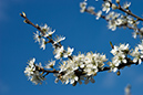 Prunus_spinosa_LP0193_21_Ham