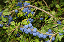 Prunus_spinosa_LP0599_07_Farleigh