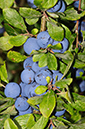 Prunus_spinosa_LP0599_05_Farleigh