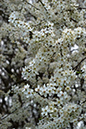 Prunus_spinosa_LP0093_04_Beddington_Park