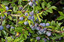 Prunus_spinosa_LP0381_68_Haxted