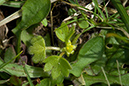 Ranunculus_parviflorus_LP0122_18_Witley_Common