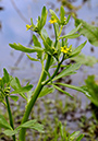 Ranunculus_sceleratus_LP0313_188_Papercourt_Marshes