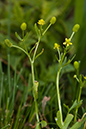 Ranunculus_sceleratus_LP0184_57_Shalford