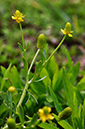 Ranunculus_sceleratus_LP0282_74_Merstham