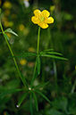 Ranunculus_auricomus_LP0876_14_Selsdon_Wood