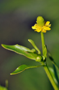 Ranunculus_sceleratus_LP0287_09_Bushy_Park